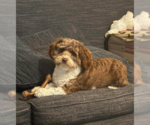 Small Aussiedoodle Miniature 