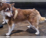 Small #3 Pomsky