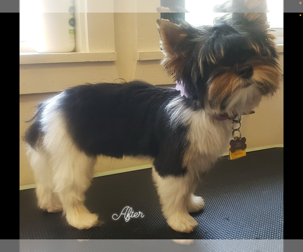 Medium Photo #1 Biewer Terrier Puppy For Sale in EUREKA, MT, USA