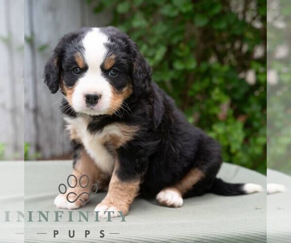 Medium Photo #1 Bernese Mountain Dog-Cavalier King Charles Spaniel Mix Puppy For Sale in RICHFIELD, PA, USA