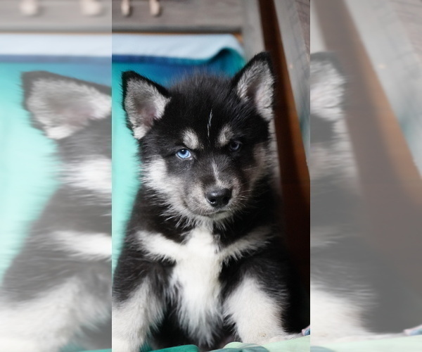 Medium Photo #10 Siberian Husky Puppy For Sale in FORT PLAIN, NY, USA