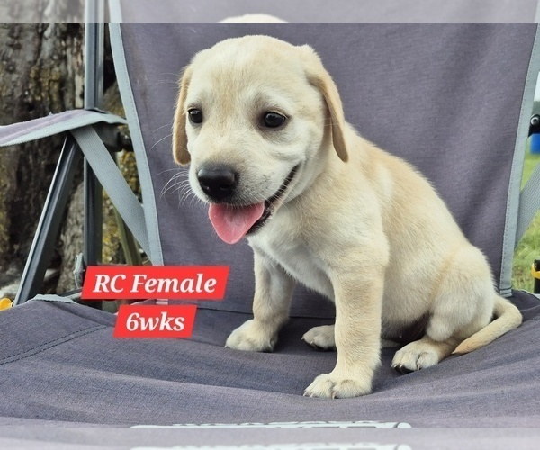 Medium Photo #131 Labrador Retriever Puppy For Sale in EDGEWOOD, TX, USA
