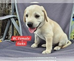 Small Photo #131 Labrador Retriever Puppy For Sale in EDGEWOOD, TX, USA