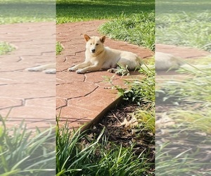 Mother of the Shiba Inu puppies born on 08/23/2025