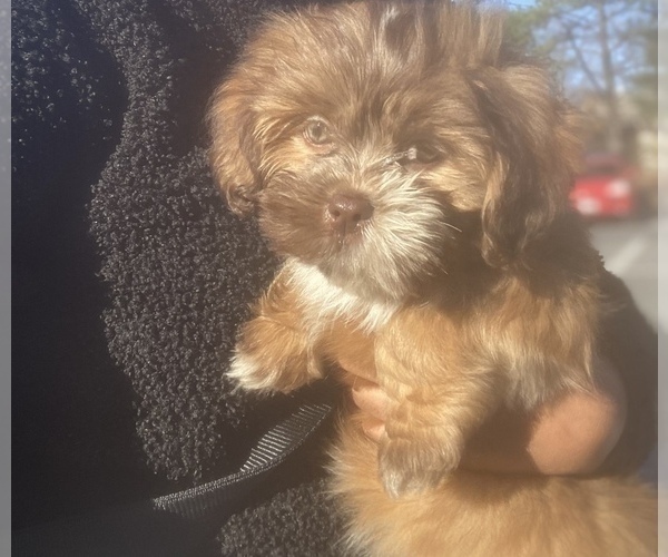 Medium Photo #1 Lhasa Apso Puppy For Sale in CLOVERLY, MD, USA