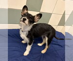 Small Photo #2 Mutt Puppy For Sale in Salinas, CA, USA