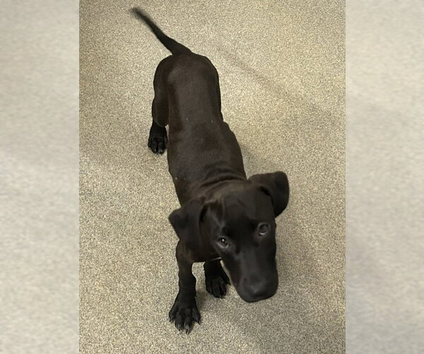 Medium Photo #2 Labrador Retriever-Unknown Mix Puppy For Sale in Sterling, MA, USA