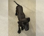 Small #1 Labrador Retriever Mix