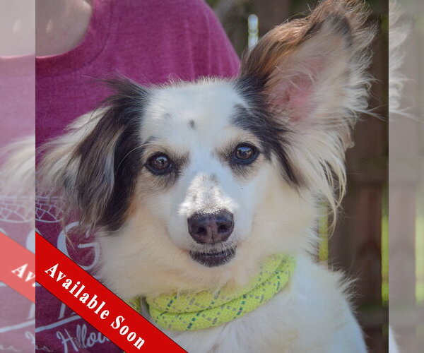 Medium Photo #1 Chion Puppy For Sale in Huntley, IL, USA