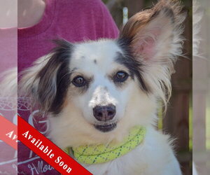 Chion Dogs for adoption in Huntley, IL, USA