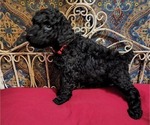 Small Photo #5 Poodle (Standard) Puppy For Sale in WEBSTER, MN, USA