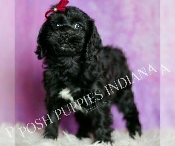 Medium Photo #73 Cavapoo (Miniature) Puppy For Sale in WARSAW, IN, USA