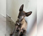 Small German Shepherd Dog