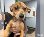 Small #2 Chihuahua Mix