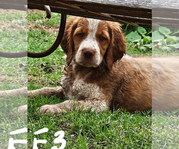 Medium Photo #6 Brittany Puppy For Sale in Curwensville, PA, USA