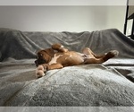 Small Photo #52 Boxer Puppy For Sale in WEST COLUMBIA, SC, USA