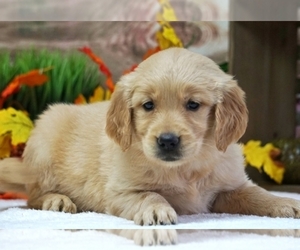 Golden Retriever Puppy for sale in HARTFORD, CT, USA