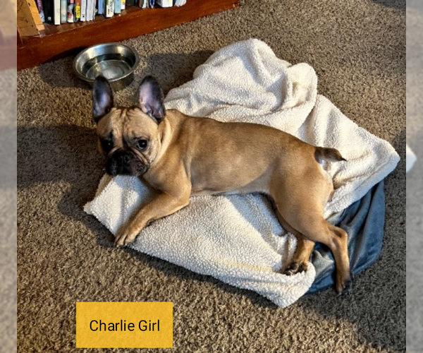 Medium Photo #4 French Bulldog Puppy For Sale in Sioux Falls, SD, USA