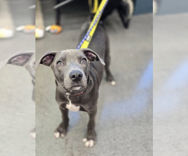 Medium Photo #4 American Pit Bull Terrier-Unknown Mix Puppy For Sale in Minneapolis, MN, USA