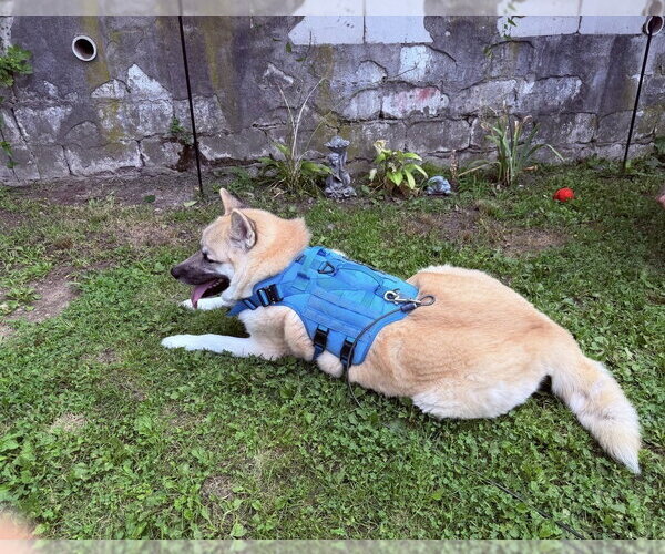 Medium Photo #2 Akita-Unknown Mix Puppy For Sale in FRAMINGHAM, MA, USA