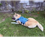 Small #1 Akita Mix