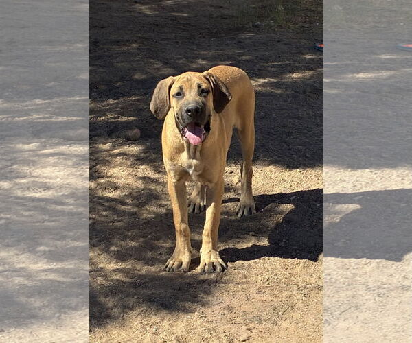 Medium Photo #5 Mastiff Puppy For Sale in Hesperia, CA, USA