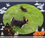 Small Photo #15 Pembroke Welsh Corgi-Scottish Terrier Mix Puppy For Sale in GREELEY, CO, USA