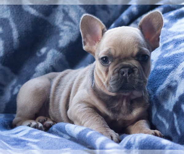 Medium Photo #6 French Bulldog Puppy For Sale in BAY VIEW, WI, USA