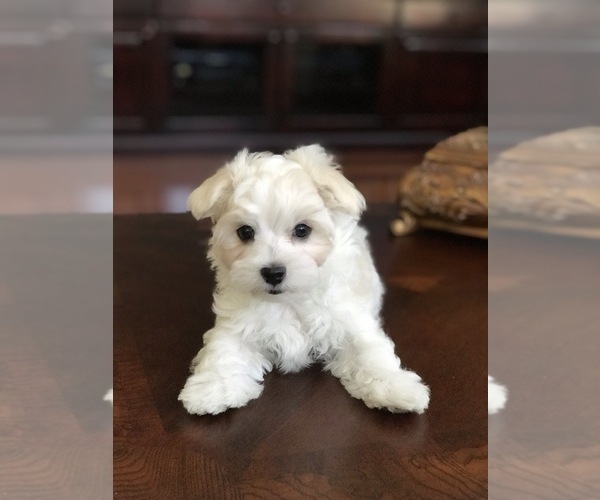 Medium Photo #1 Maltese Puppy For Sale in JACKSONVILLE, FL, USA