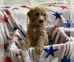 Small #1 Australian Labradoodle-Bernedoodle Mix