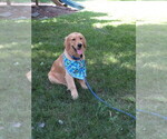 Small #13 Golden Retriever