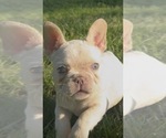 Small #1 French Bulldog