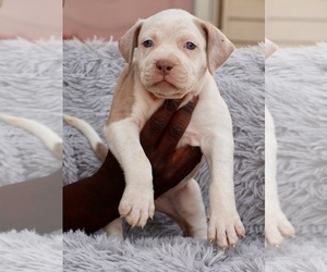 American Bully Puppy for sale in CHAMPAIGN, IL, USA