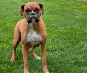 Mother of the Boxer puppies born on 04/08/2025