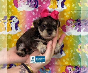 Schnauzer (Miniature) Puppy for sale in WINNSBORO, LA, USA