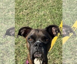 Boxer Dogs for adoption in Katy, TX, USA