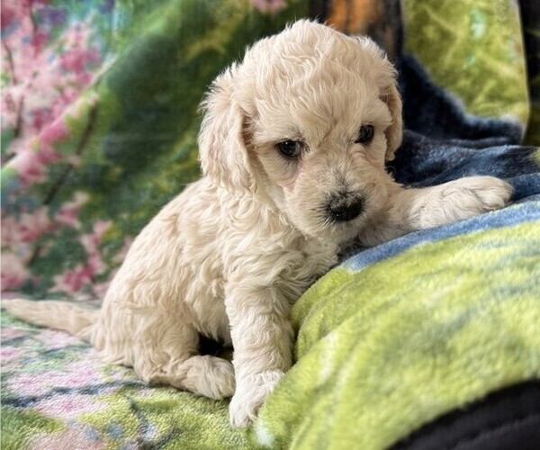 Medium Photo #3 Poodle (Miniature) Puppy For Sale in THORP, WI, USA