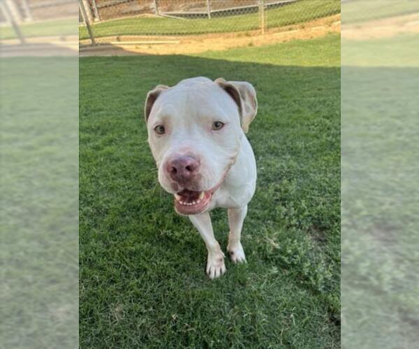 Medium Photo #3 American Pit Bull Terrier Puppy For Sale in Plano, TX, USA