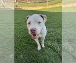 Small #2 American Pit Bull Terrier
