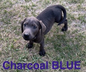 Labrador Retriever Puppy for Sale in HAGERMAN, Idaho USA