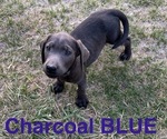Image preview for Ad Listing. Nickname: Litter of 8