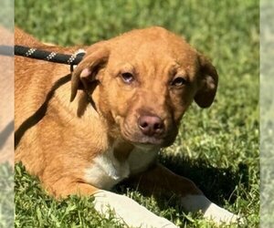 Retriever -Unknown Mix Dogs for adoption in Yardley, PA, USA