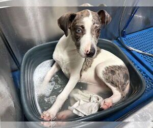 Catahoula Leopard Dog-Labrador Retriever Mix Dogs for adoption in Sanford, FL, USA