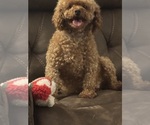 Small Photo #1 Poodle (Miniature) Puppy For Sale in MIDDLETOWN, PA, USA