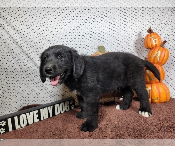 Medium Photo #6 Golden Mountain Dog Puppy For Sale in BLACK FOREST, CO, USA