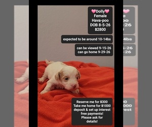 Havapoo Puppy for sale in TUCSON, AZ, USA