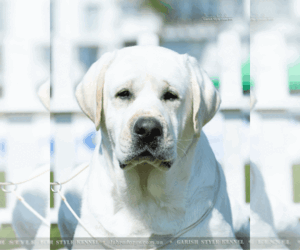 Father of the Labrador Retriever puppies born on 07/25/2026