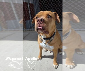 Apollo - Male American Staffordshire Terrier-Boxer Mix Dog for Adoption - Photo #2
