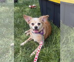 Small #4 Chihuahua