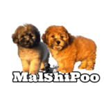 Small #10 Maltipoo-Shih Tzu Mix